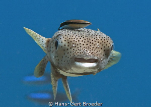 Porcupinefish
Easy rider by Hans-Gert Broeder 